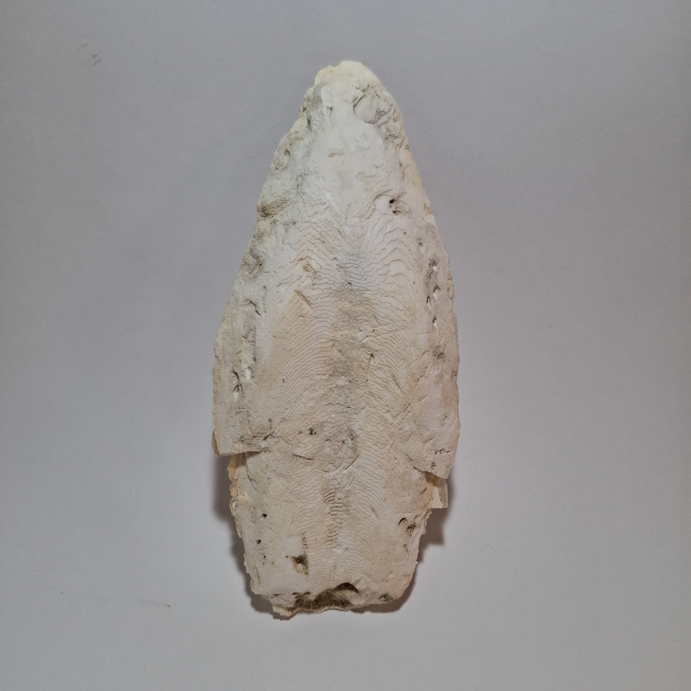 خوراک کف دریا